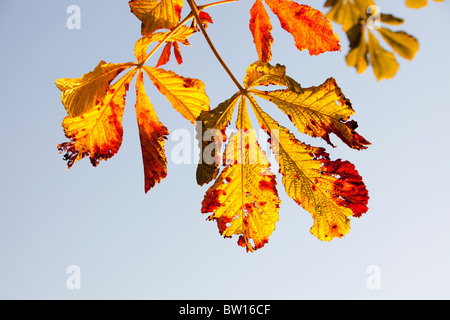 Horse Chestnut leaves in Autumn, Ambleside, Cumbria, UK. Stock Photo