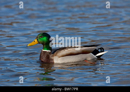 Mallard / Wild duck (Anas platyrhynchos) drake swimming in lake Stock Photo