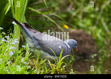 Wood pigeon ( Columba palumbus ) - drinking from pond Stock Photo