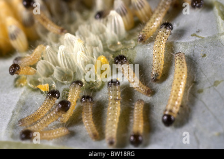 Large white or cabbage white butterfly, Pieris brassicae eggs and newly hatched caterpillars, UK Stock Photo