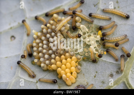 Large white or cabbage butterfly, Pieris brassicae eggs and newly hatched caterpillars, UK Stock Photo