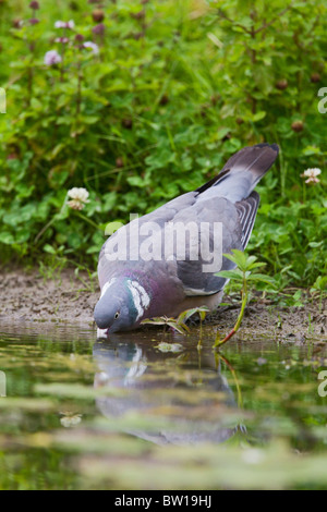 Wood pigeon ( Columba palumbus ) - drinking from pond Stock Photo