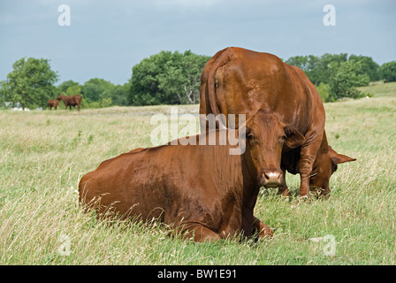 Two cows laying in a field. One is grazing on the grass in the back  with the other is lying down in front looking at the camera Stock Photo