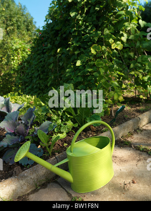 Green Watering Can In Garden By Red Cabbages, Spinach And Runner Beans Stock Photo