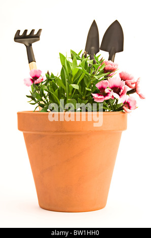 Bud of a red carnation flower growing in a garden Stock Photo - Alamy