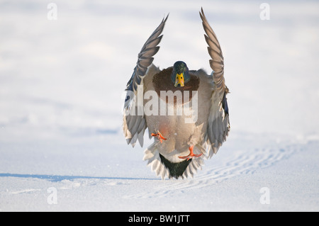 Mallard drake with wings extended lands in snow near Chena River, Fairbanks, Interior Alaska, Winter, Digitally Altered