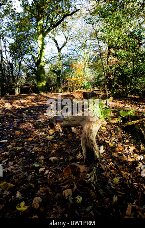 A deadwood log lies aside a footpath walk through a sunny 'bluebell wood' at Grappenhall Heys, Warrington, Cheshire in Autumn