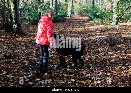 Lady in red coat uses a flinger to throw a ball for her Labradoodle dog to chase in a sunny 'bluebell wood' at Grappenhall Heys Stock Photo