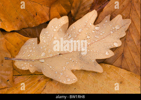 Dewdrops on fallen Oak leaf, Seattle Arboretum, Autumn, Seattle WA Stock Photo