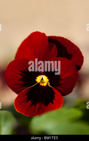 Viola F1 'Rose Blotch' in flower Stock Photo