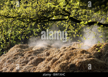 A steaming pile of manure Stock Photo