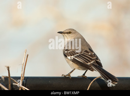 northern mockingbird Mimus polyglottos Stock Photo