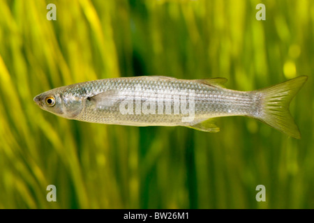 Herring fish (Clupea harengus) Stock Photo