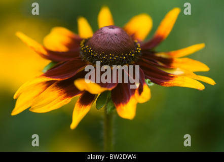 Close-up image of the beautiful summer flowering Rudbeckia hirta 'Marmalade' also known as black-eyed Susan flower. Stock Photo