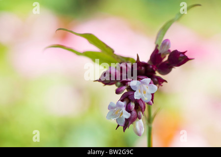 Leycesteria formosa flower - Pheasant Berry or Himalayan Honeysuckle Stock Photo