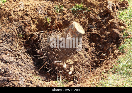 feelled tree roots removed soil sand on garden nature consevation metaphor Stock Photo