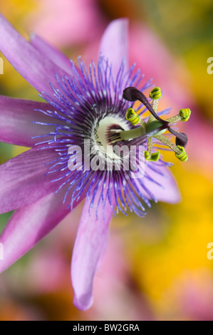 A single flower head of Passiflora Amethyst - Passion Flower 'Lavender Lady'