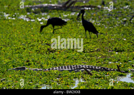 NILE CROCODILE ( Crocodylus niloticus ) Selous National Park Tanzania Stock Photo