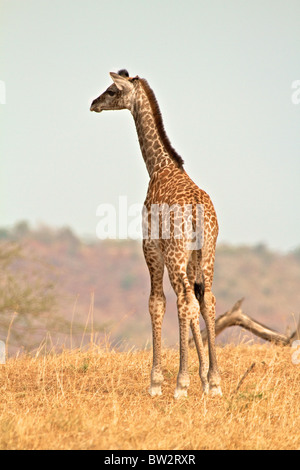young MAASAI GIRAFFE ( Giraffa camelopardalis tippelskirchi ) Selous National Park Tanzania Stock Photo
