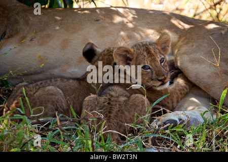 young lion cubs suckling AFRICAN LION ( Panthera Leo ) Selous National Park Tanzania Stock Photo