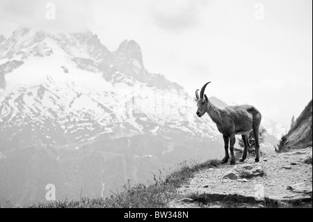 Wild mountain goat - Capra ibex on a cliff in French Alps. Black and white monochrome image Stock Photo