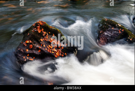 Fallen Autumn leaves at Golitha Falls on the River Fowey near Liskeard, Cornwall Stock Photo