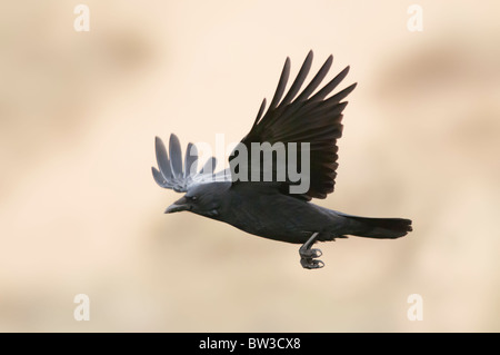 Carrion Crow (Corvus Corone) in flight Stock Photo