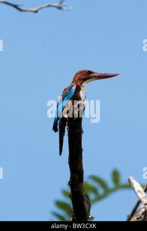 White-Throated Kingfisher, Sri lanka Stock Photo