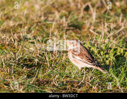 Female Snow Bunting (Plectrophenax Nivalis) at Snettisham, Norfolk Stock Photo