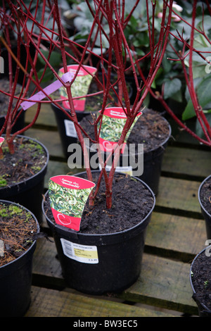 Cornus alba Gouchaultii plants on sale at RHS Gardens Royal Horticultural Society garden Rosemoor Devon UK Stock Photo