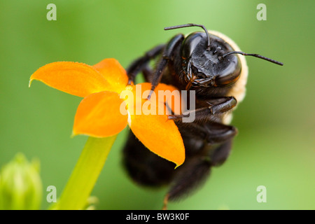 Bumble bee on flower - USA Stock Photo