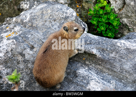 A Rock Hyrax (dassie) at the Table Mountain National Park. Capetown, South Africa. Stock Photo