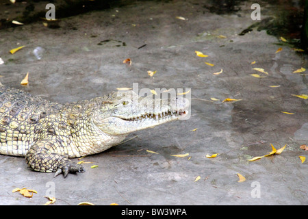 Albino crocodile Stock Photo