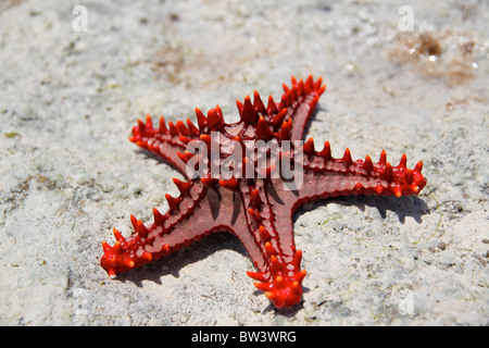 red knobbed starfish on a beach Stock Photo