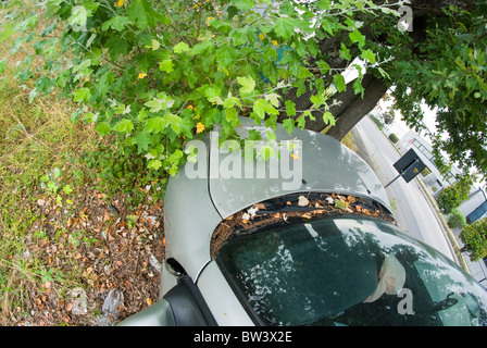 Car Accident against a Tree, Italy Stock Photo - Alamy