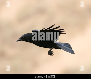 Carrion Crow (Corvus Corone) in flight Stock Photo