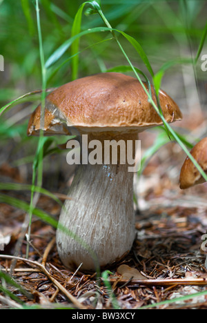 Boletus Mushroom in Dolomites Woods, Italy Stock Photo