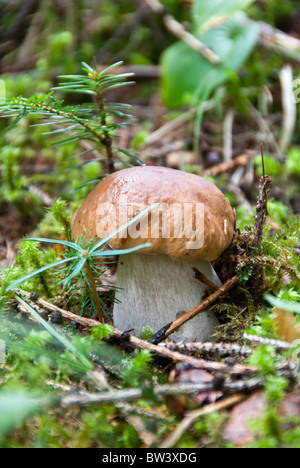 Boletus Mushroom in Dolomites Woods, Italy Stock Photo