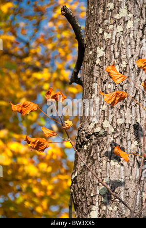 Colors of Fall in Lucca, Tuscany Stock Photo