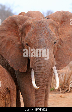 Big Elephant In Kruger Park South Africa Looking At You Stock