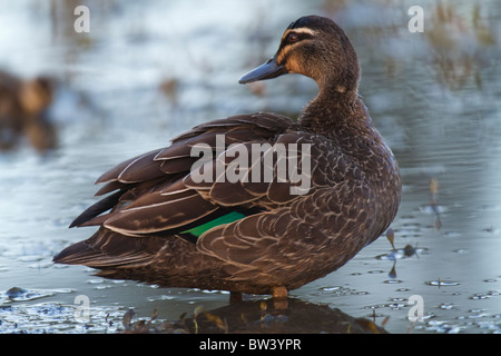 Pacific Black Duck (Anas superciliosa) standing in shallow water Stock Photo