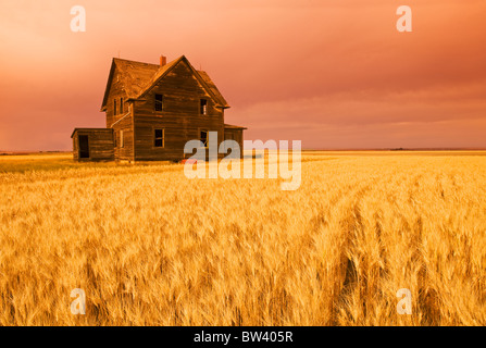 Abandoned farm house, wind-blown durum wheat field near Assiniboia, Saskatchewan Stock Photo