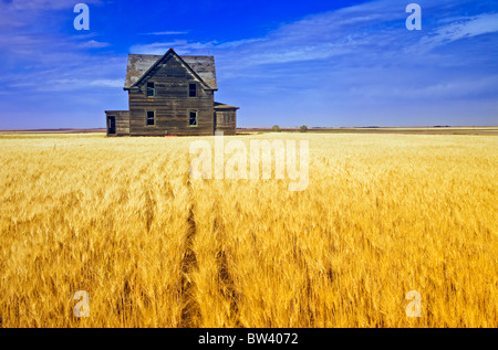 Abandoned farmhouse in wind-blown durum wheat field, near Assiniboia, Saskatchewan, Canada Stock Photo