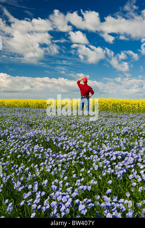 Man looks out over flowering flax field with canola in background, Tiger Hills, Manitoba Stock Photo