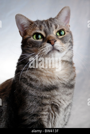 Portrait of a male American Shorthair cat. Stock Photo