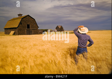Man in a wind-blown durum wheat field looks out over an abandoned farm near Assiniboia, Saskatchewan, Canada Stock Photo