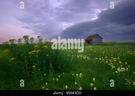 Prairie wildflowers and an old farm granary under a summer storm in central Alberta Stock Photo