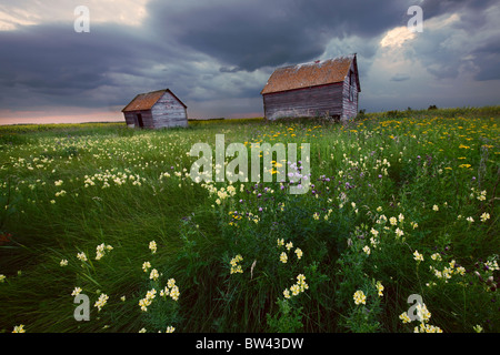 Two old granaries with prairie wildflowers under storm clouds in central Alberta Stock Photo