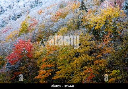 Fall snow on hillside of Sugarloaf Mountain, a crown-protected wilderness area at Big Intervale, Cape Breton, Nova Scotia Stock Photo