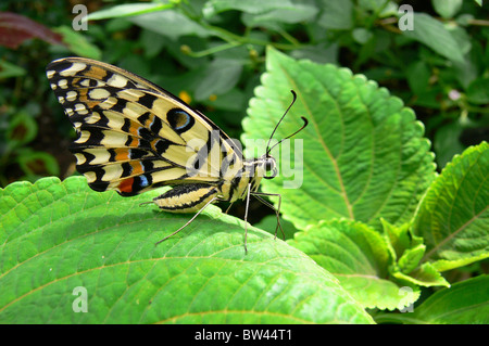 Citrus Butterfly Papilio demodocus Stock Photo